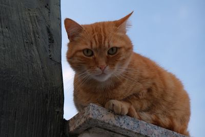 Portrait of a cat