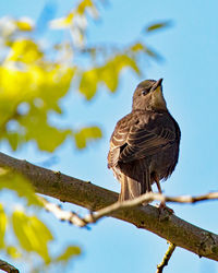 Low angle view of owl perching on tree against sky