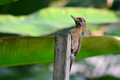 Close-up of bird perching on tree