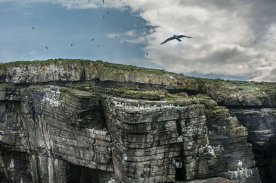 Low angle view of birds flying over cliff against sky