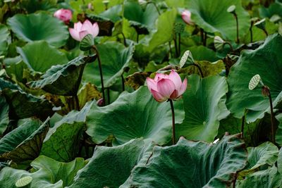 Close-up of pink lotus water lily