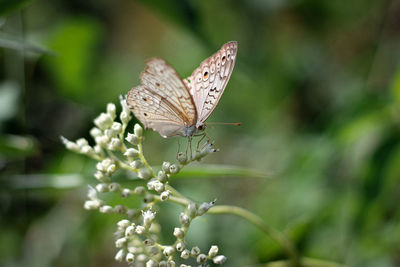 Close-up of butterfly pollinating on flower