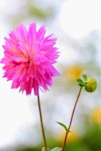 Close-up of flower blooming outdoors