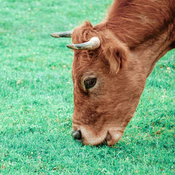 Close-up of a horse on field