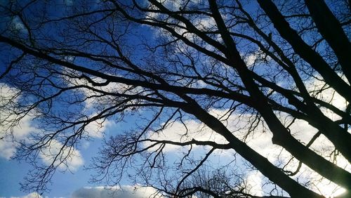 Low angle view of bare trees against sky