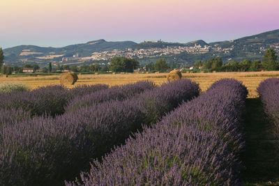 Scenic view of lavender growing on field against sky