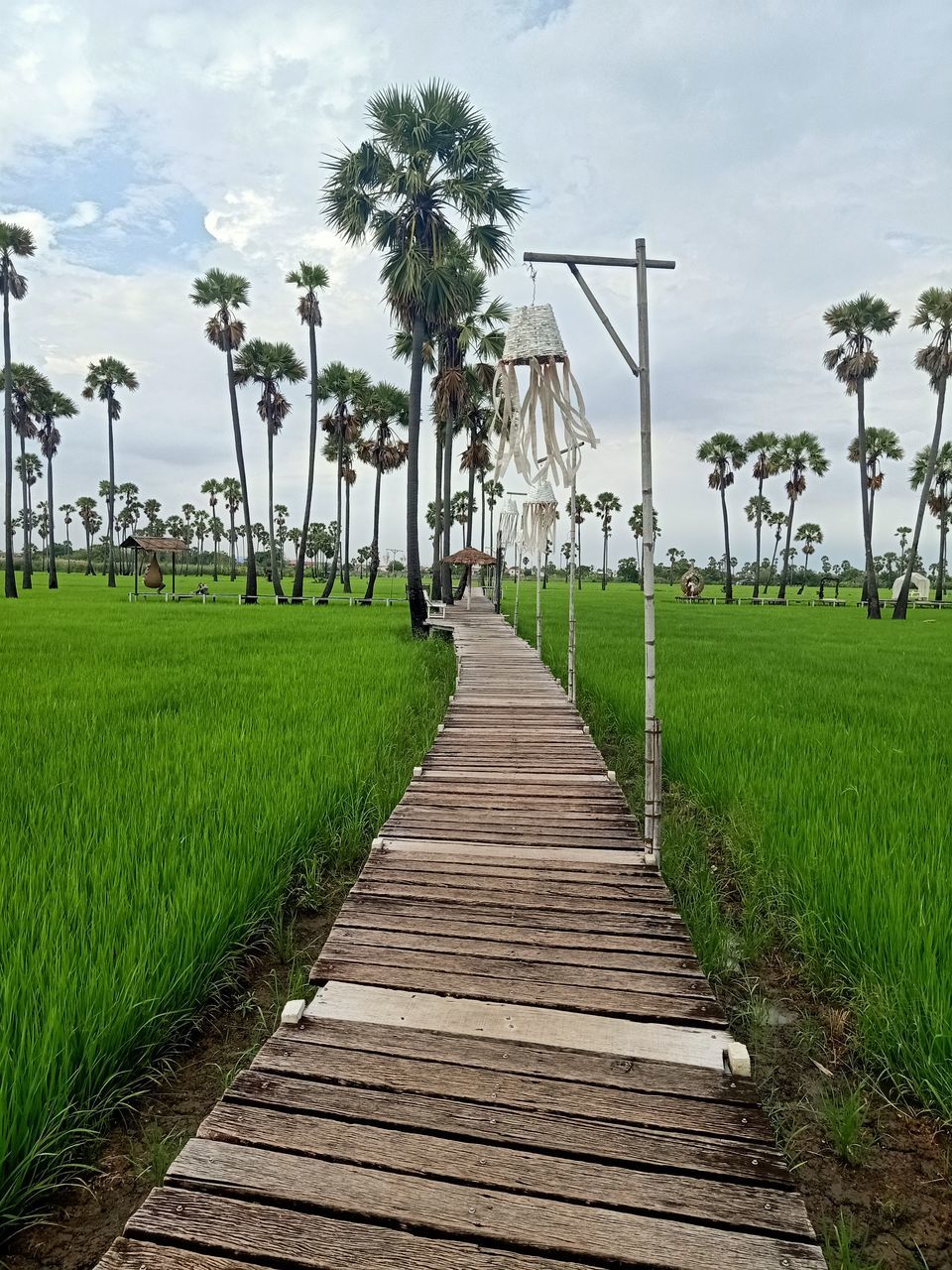 walkway, plant, tropical climate, palm tree, sky, tree, cloud, nature, grass, land, footpath, boardwalk, environment, the way forward, landscape, green, agriculture, architecture, field, beauty in nature, travel destinations, water, rural area, outdoors, no people, coconut palm tree, tranquility, diminishing perspective, scenics - nature, tropical tree, travel, day, rural scene, wood, built structure, paddy field, environmental conservation, trip, vacation, tourism, holiday, tranquil scene, beach