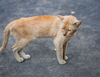 Side view of a cat standing on road