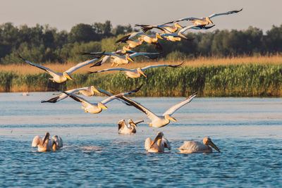 Birds flying over lake