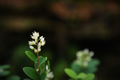 Close-up of small flowering plant