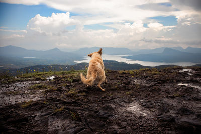 Dog sitting on land against sky