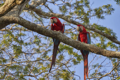 Beautiful scarlet macaw, ara macao, large red, yellow, and blue parrot in central and south america