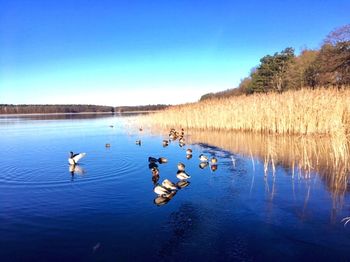 Swans swimming in lake against clear blue sky