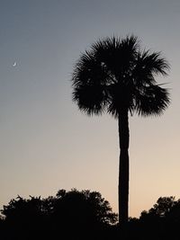 Low angle view of silhouette coconut palm tree against clear sky