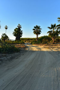 Road by palm trees against clear blue sky