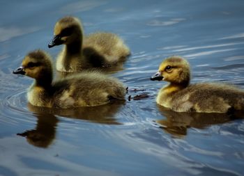 Duck swimming in lake