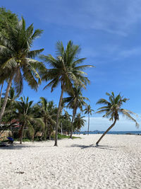 Palm trees on beach against blue sky