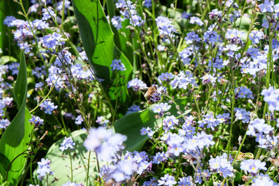 Close-up of purple flowers blooming in field