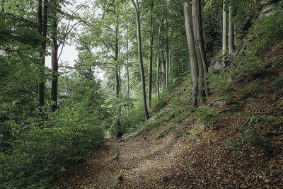 Trees growing in forest