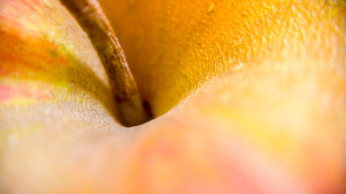 Close-up of yellow leaf