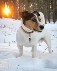 Dog on snow field during winter