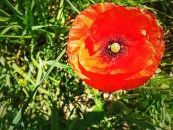 Close-up of red poppy