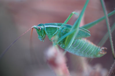 Close-up of grasshopper