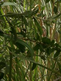 Plants growing on a tree