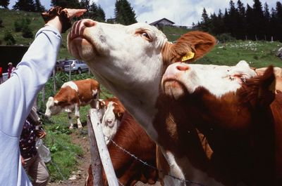 Cows standing in a field