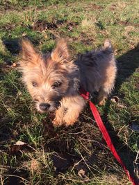 Portrait of dog on grass