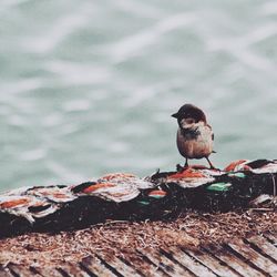 Close-up of bird perching on wood