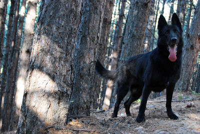 Black dog lying down on tree trunk