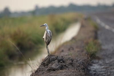 Bird perching on a land