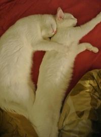 Cat sleeping on white surface