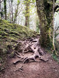 Trees in forest