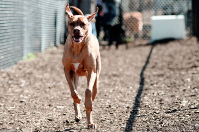 Front view of dog running on road