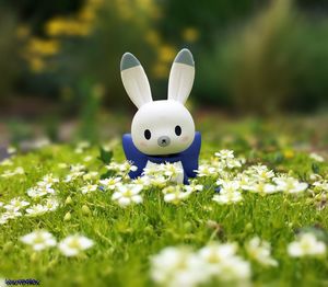 White flowers in field