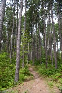 Footpath amidst trees in forest