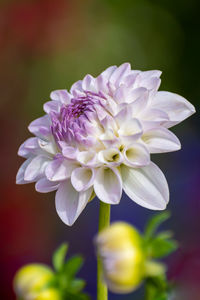 Close-up of purple flowering plant
