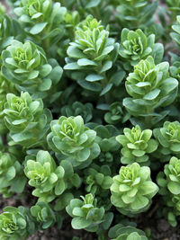 Full frame shot of succulent plants