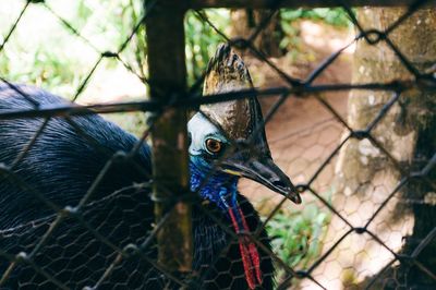 Close-up of bird in cage