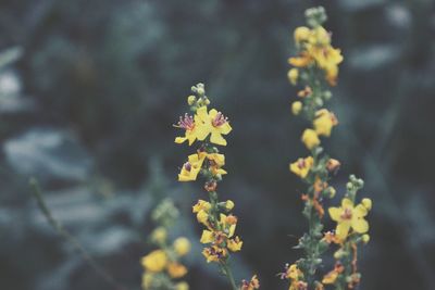 Close-up of yellow flowering plant on field