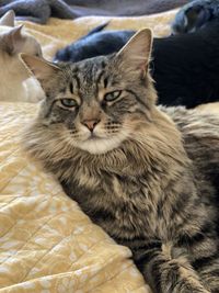 Close-up portrait of a cat