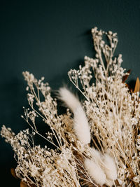 Close-up of cactus plant