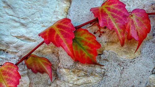 Close-up of maple leaf on red autumn leaves