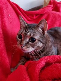 Close-up portrait of a cat