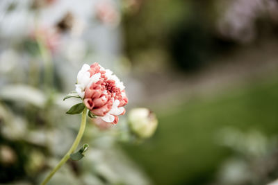 Close-up of pink flowers