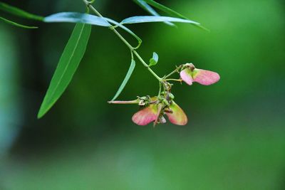 Close-up of insect on pink flowering plant