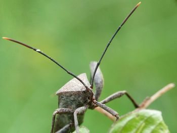 Close-up of insect on leaf