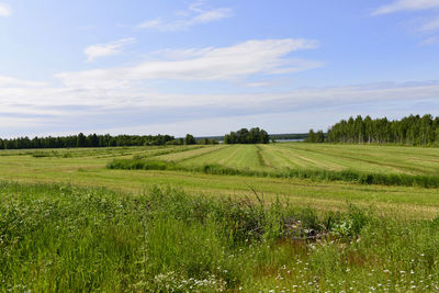 Scenic view of agricultural field against sky